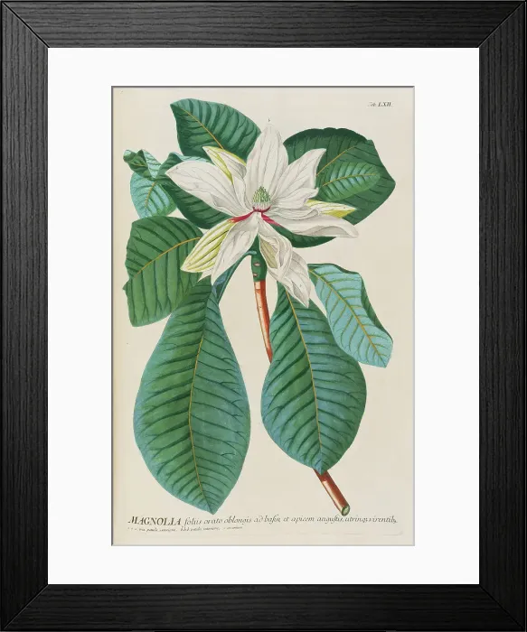 Framed Print : Plantae selectae by Christoph Jakob Trew, 1750-1773. Creator: Trew; Christoph Jakob (1695-1769) Framed Print : Plantae selectae by Christoph Jakob Trew, 1750-1773. Creator: Trew; Christoph Jakob (1695-1769)
