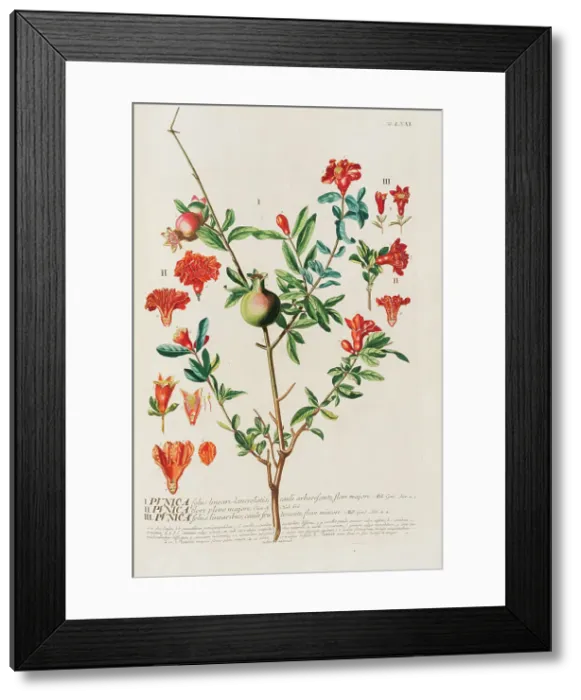 Framed Print : Plantae selectae by Christoph Jakob Trew, 1750-1773. Creator: Trew; Christoph Jakob (1695-1769) Framed Print : Plantae selectae by Christoph Jakob Trew, 1750-1773. Creator: Trew; Christoph Jakob (1695-1769)