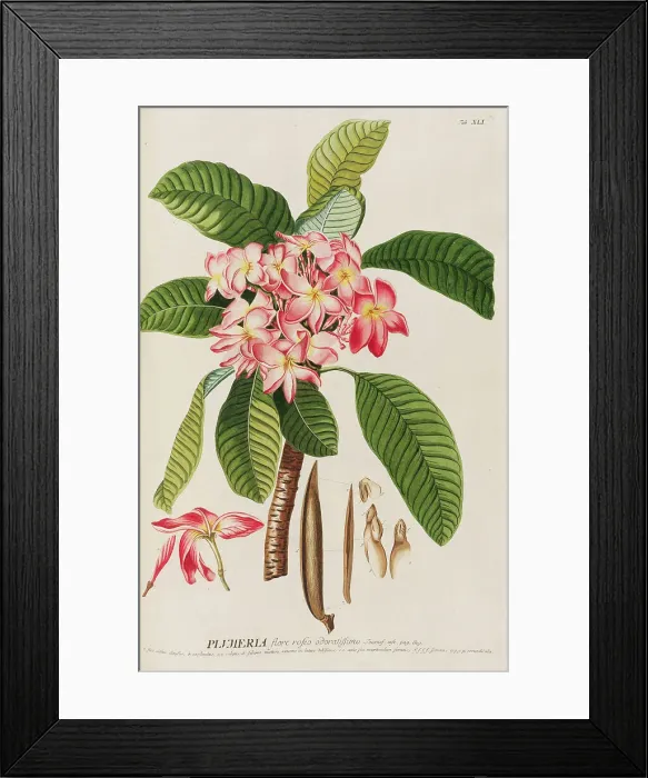 Framed Print : Plantae selectae by Christoph Jakob Trew, 1750-1773. Creator: Trew; Christoph Jakob (1695-1769) Framed Print : Plantae selectae by Christoph Jakob Trew, 1750-1773. Creator: Trew; Christoph Jakob (1695-1769)