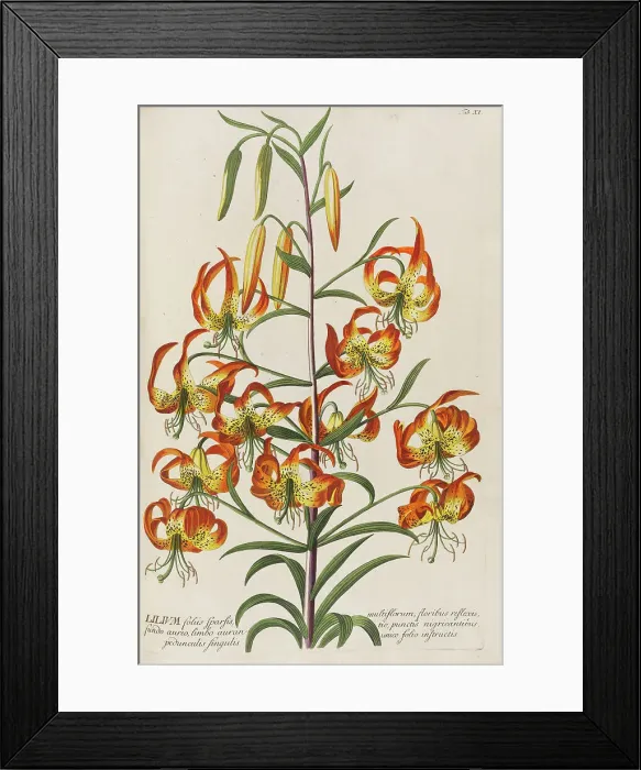 Framed Print : Plantae selectae by Christoph Jakob Trew, 1750-1773. Creator: Trew; Christoph Jakob (1695-1769) Framed Print : Plantae selectae by Christoph Jakob Trew, 1750-1773. Creator: Trew; Christoph Jakob (1695-1769)