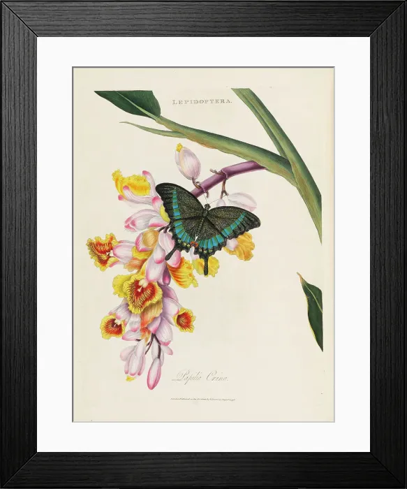 Framed Print : An epitome of the natural history of the insects of China, 1798. Creator: Donovan; Edward (1768-1837) Framed Print : An epitome of the natural history of the insects of China, 1798. Creator: Donovan; Edward (1768-1837)