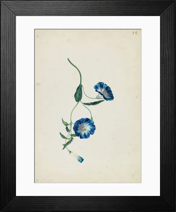 Framed Print : Hedge bindweed, c1830-1840. Creator: Blaschek; Franz (1787-1849) Framed Print : Hedge bindweed, c1830-1840. Creator: Blaschek; Franz (1787-1849)