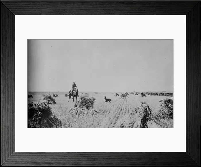 Framed Print : Fort Peck Reservation --- 200 acre oat field, between c1915 and c1920. Creator: Bain News Service Framed Print : Fort Peck Reservation --- 200 acre oat field, between c1915 and c1920. Creator: Bain News Service