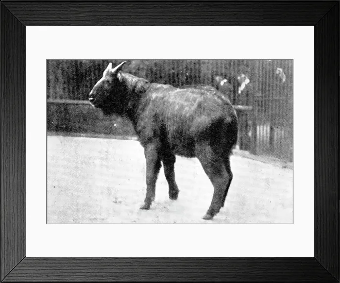 Framed Print : The rarest ruminant: the Takin, now at the Zoo, 1909. Creator: Walter Sidney Berridge Framed Print : The rarest ruminant: the Takin, now at the Zoo, 1909. Creator: Walter Sidney Berridge
