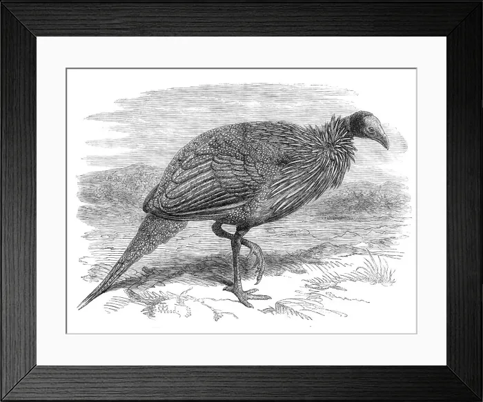 Framed Print : The Vulturine Guinea-Fowl in the Zoological Society's Gardens, 1870. Creator: Unknown Framed Print : The Vulturine Guinea-Fowl in the Zoological Society's Gardens, 1870. Creator: Unknown