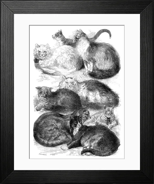 Framed Print : Prize Cats at the Crystal Palace Cat Show, 1871. Creator: J Greenaway Framed Print : Prize Cats at the Crystal Palace Cat Show, 1871. Creator: J Greenaway