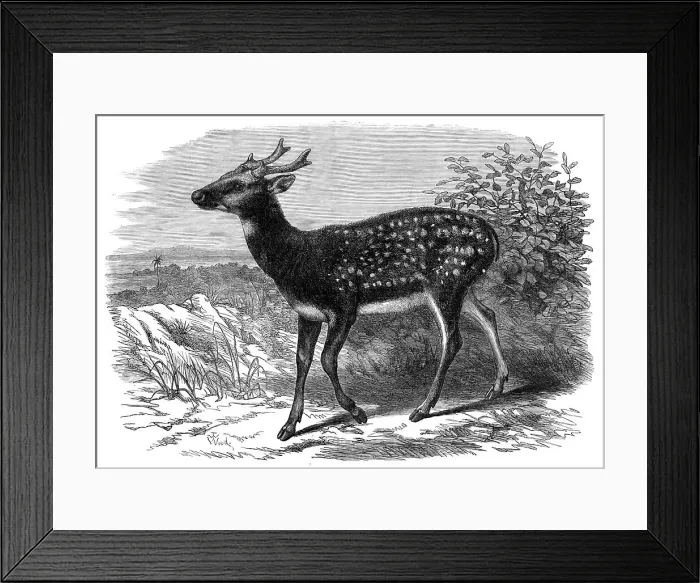 Framed Print : Prince Alfred's Stag, from Singapore, in the Zoological Society's Gardens, 1870. Creator: Unknown Framed Print : Prince Alfred's Stag, from Singapore, in the Zoological Society's Gardens, 1870. Creator: Unknown