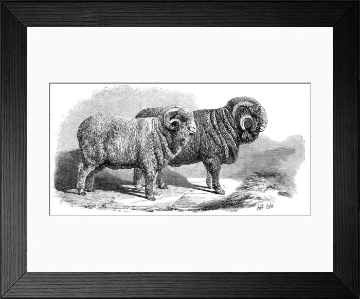 Framed Print : Pure Saxon Merino rams, exhibited at Breslau, 1869. Creator: Unknown Framed Print : Pure Saxon Merino rams, exhibited at Breslau, 1869. Creator: Unknown