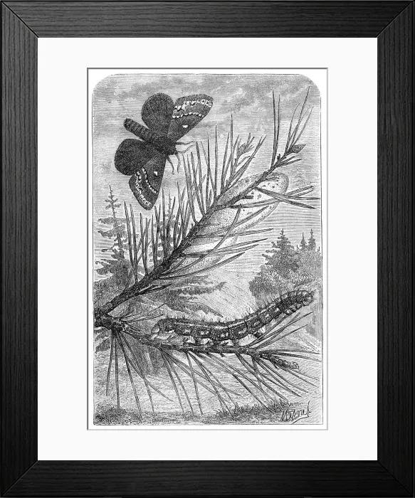 Framed Print : The Pine Bombyx, from The Universe, 1870. Creator: Mesnel Framed Print : The Pine Bombyx, from The Universe, 1870. Creator: Mesnel