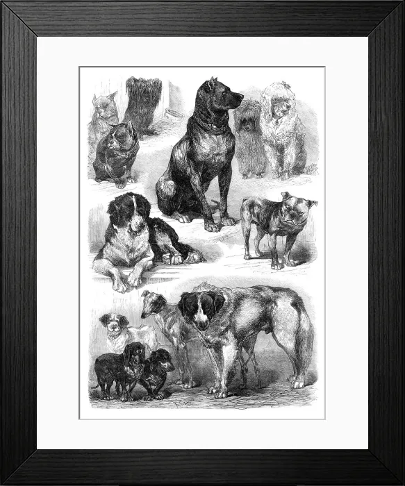 Framed Print : Prize dogs at the Paris Dog Show, 1870. Creator: Unknown Framed Print : Prize dogs at the Paris Dog Show, 1870. Creator: Unknown