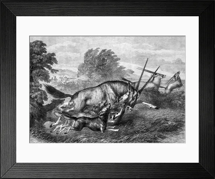 Framed Print : Hunting the Gemsbok in South Africa, 1870. Creator:s Carter Framed Print : Hunting the Gemsbok in South Africa, 1870. Creator:s Carter
