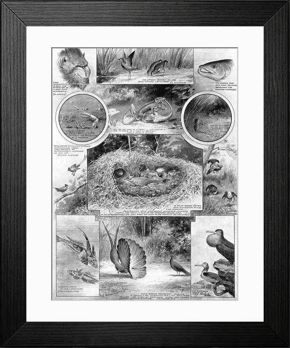 Framed Print : Comedies of courtship: illustrating an aspect of Darwin's work, 1909. Creator: Robinson Framed Print : Comedies of courtship: illustrating an aspect of Darwin's work, 1909. Creator: Robinson