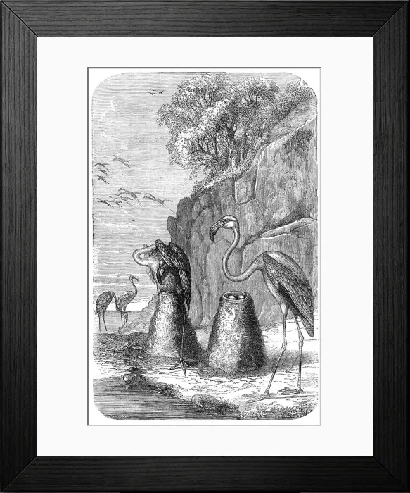 Framed Print : Flamingoes Nests, from The Universe, 1870. Creator: Unknown Framed Print : Flamingoes Nests, from The Universe, 1870. Creator: Unknown