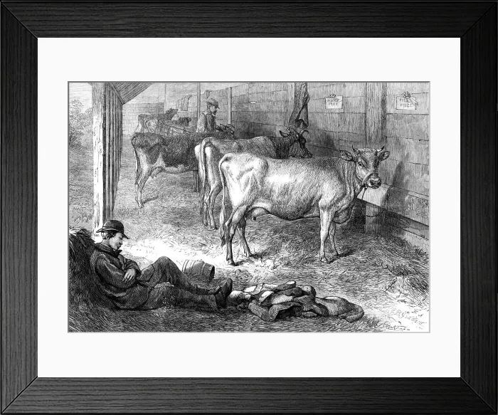 Framed Print : Prize Jersey cows at the Bath and West of England Agricultural Show at Southampton, 1869. Creator: Unknown Framed Print : Prize Jersey cows at the Bath and West of England Agricultural Show at Southampton, 1869. Creator: Unknown