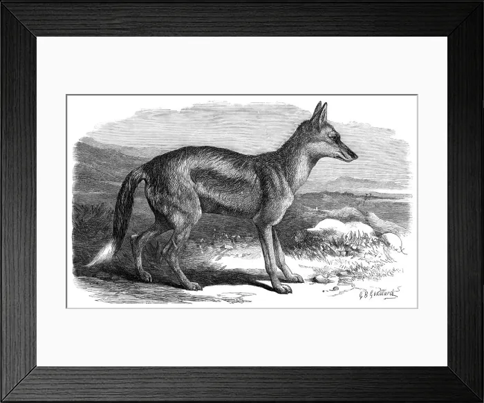Framed Print : The Side-Striped Jackal in the Zoological Society's Gardens, 1870. Creator: Unknown Framed Print : The Side-Striped Jackal in the Zoological Society's Gardens, 1870. Creator: Unknown