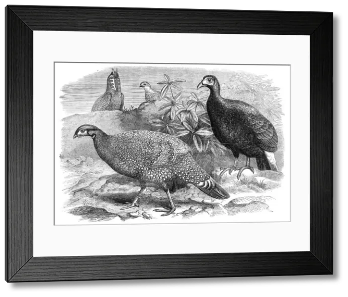 Framed Print : New arrivals at the Zoological Society's Gardens: Pheasants, 1870. Creator: Unknown Framed Print : New arrivals at the Zoological Society's Gardens: Pheasants, 1870. Creator: Unknown