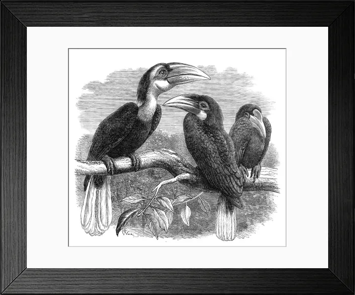 Framed Print : New arrivals at the Zoological Society's Gardens: Hornbills, 1870. Creator: Unknown Framed Print : New arrivals at the Zoological Society's Gardens: Hornbills, 1870. Creator: Unknown
