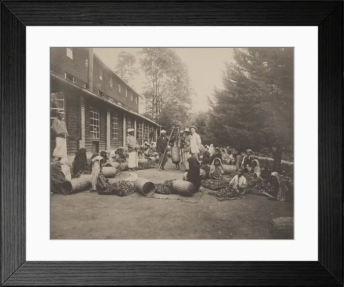 Framed Print : Ceylon. Weighing Tea Leaves. British planter with tea estate labourers, 1900s. Creator: Anonymous ()