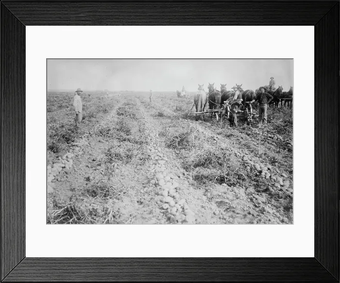 Framed Print : Potato raising in Colo. between c1915 and c1920. Creator: Bain News Service Framed Print : Potato raising in Colo. between c1915 and c1920. Creator: Bain News Service