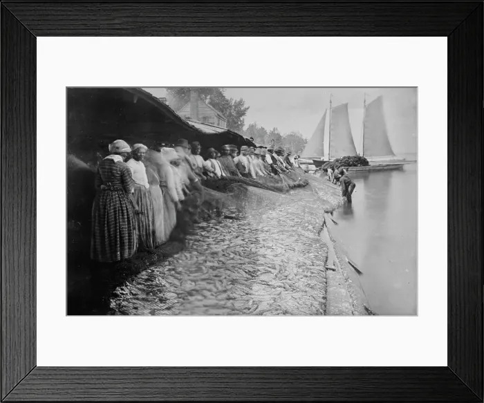 Framed Print : Shad fishing -- fishers and catch, 1915. Creator: Bain News Service Framed Print : Shad fishing -- fishers and catch, 1915. Creator: Bain News Service