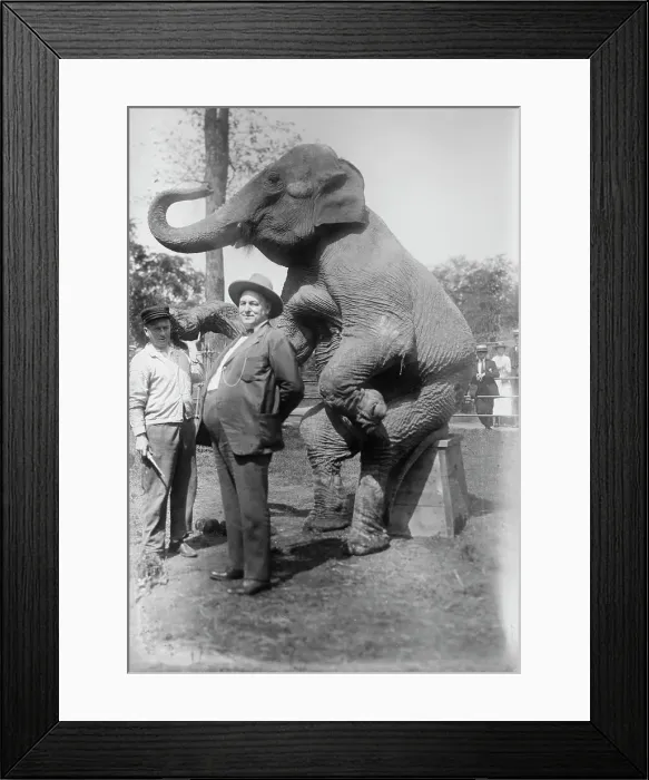 Framed Print : Stewart & elephant, between c1915 and c1920. Creator: Bain News Service Framed Print : Stewart & elephant, between c1915 and c1920. Creator: Bain News Service