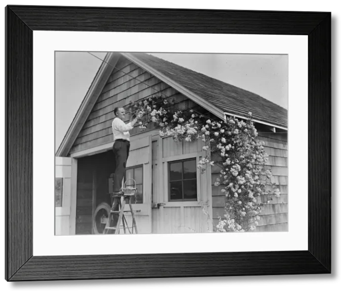 Framed Print : Murray, between c1915 and c1920. Creator: Bain News Service Framed Print : Murray, between c1915 and c1920. Creator: Bain News Service