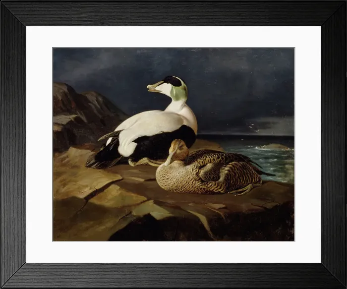 Framed Print : Pair of Common Eiders on a Rock, 1869. Creator: Ferdinand von Wright Framed Print : Pair of Common Eiders on a Rock, 1869. Creator: Ferdinand von Wright