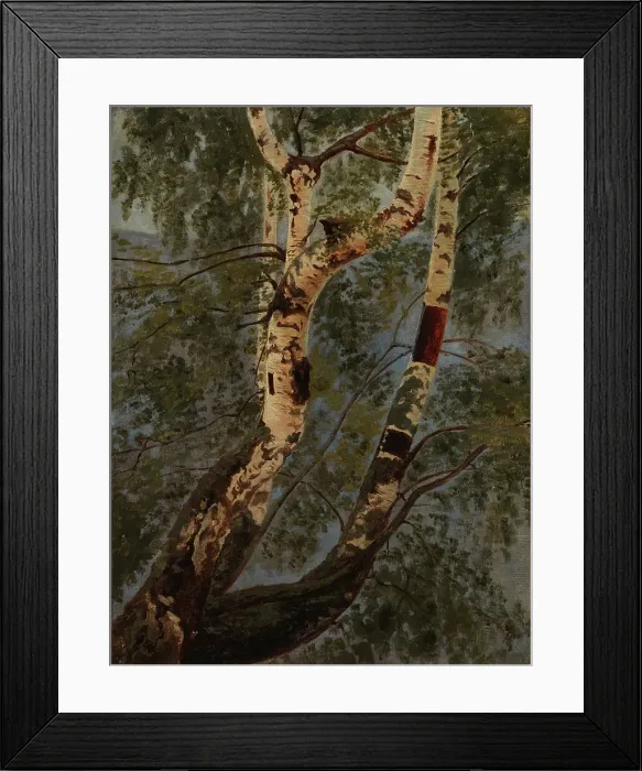Framed Print : Birch trunks, exercise, c1854. Creator: Werner Holmberg Framed Print : Birch trunks, exercise, c1854. Creator: Werner Holmberg
