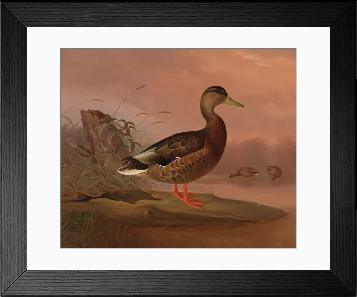 Framed Print : Grasshopper, 1848. Creator: Ferdinand von Wright Framed Print : Grasshopper, 1848. Creator: Ferdinand von Wright