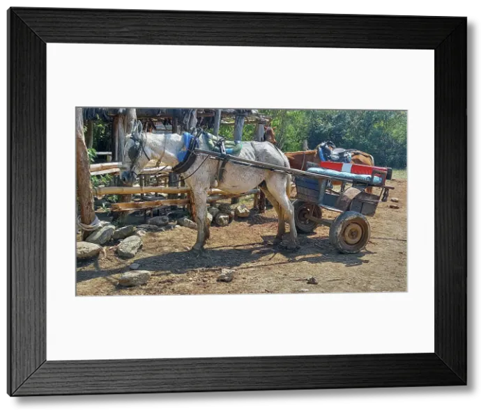 Framed Print : A typical horse and cart used for transport in the woods of the outskirts of Trinidad, Cuba, 2024. Creator: Ethel Davies Framed Print : A typical horse and cart used for transport in the woods of the outskirts of Trinidad, Cuba, 2024. Creator: Ethel Davies