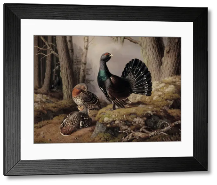 Framed Print : Capercaillies Courting, 1862. Creator: Ferdinand von Wright Framed Print : Capercaillies Courting, 1862. Creator: Ferdinand von Wright
