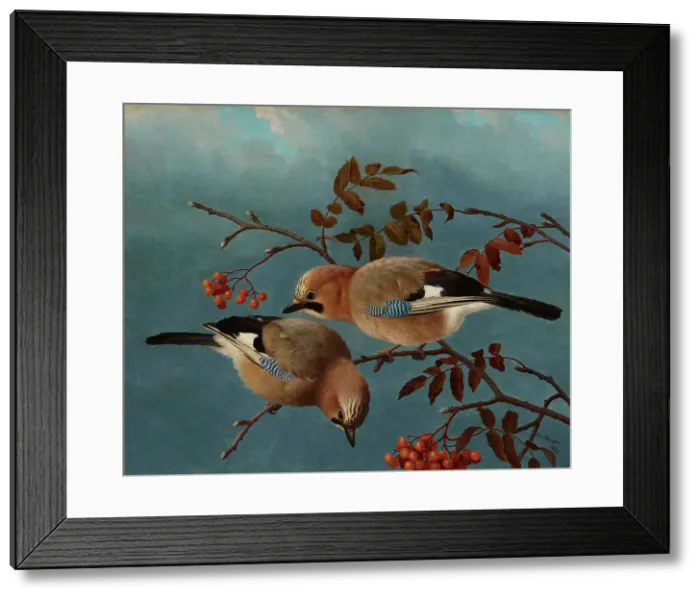 Framed Print : Jays, 1877. Creator: Ferdinand von Wright Framed Print : Jays, 1877. Creator: Ferdinand von Wright