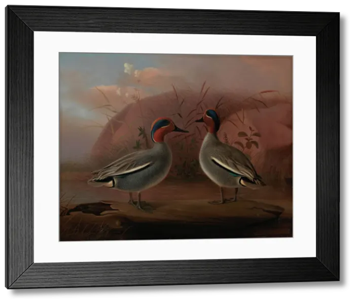 Framed Print : Two Male Teals by the Water, 1849. Creator: Ferdinand von Wright Framed Print : Two Male Teals by the Water, 1849. Creator: Ferdinand von Wright