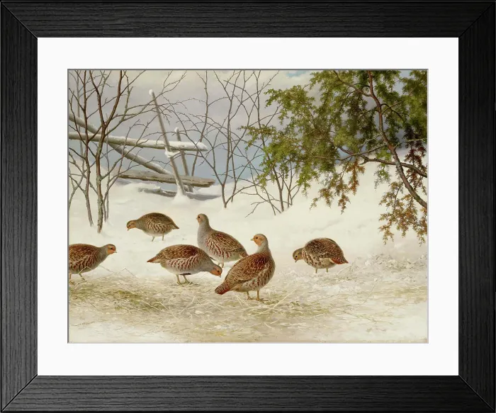Framed Print : Partridges in Snow, 1895. Creator: Ferdinand von Wright Framed Print : Partridges in Snow, 1895. Creator: Ferdinand von Wright
