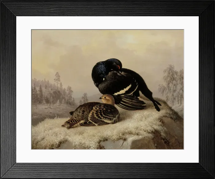 Framed Print : Black Grouse, Cock and Hen, 1869. Creator: Ferdinand von Wright Framed Print : Black Grouse, Cock and Hen, 1869. Creator: Ferdinand von Wright