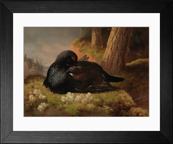 Framed Print : Black Grouse, 1864. Creator: Ferdinand von Wright Framed Print : Black Grouse, 1864. Creator: Ferdinand von Wright