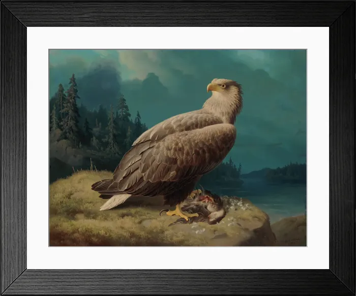 Framed Print : Old White-Tailed Sea Eagle, 1871. Creator: Ferdinand von Wright Framed Print : Old White-Tailed Sea Eagle, 1871. Creator: Ferdinand von Wright