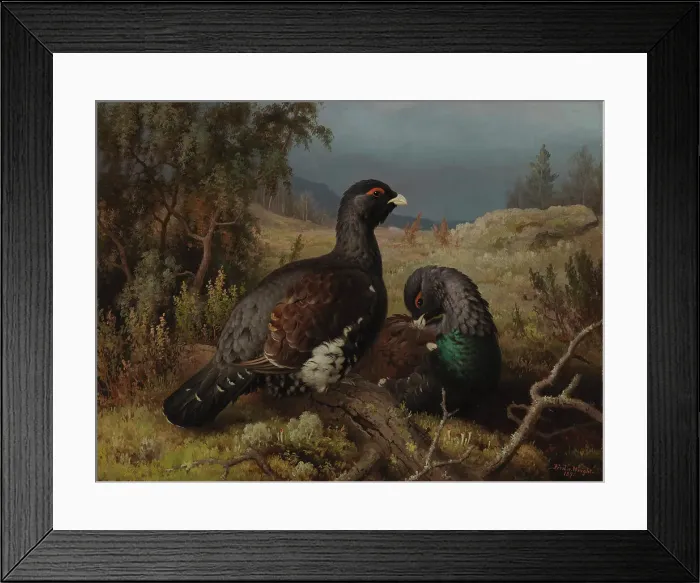 Framed Print : Capercaillie Cocks, 1876. Creator: Ferdinand von Wright Framed Print : Capercaillie Cocks, 1876. Creator: Ferdinand von Wright