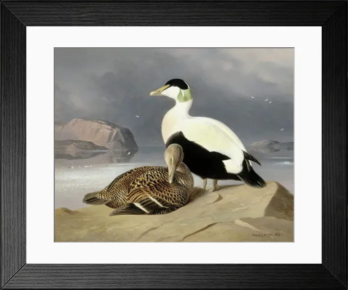 Framed Print : Two Eiders, 1867. Creator: Ferdinand von Wright Framed Print : Two Eiders, 1867. Creator: Ferdinand von Wright