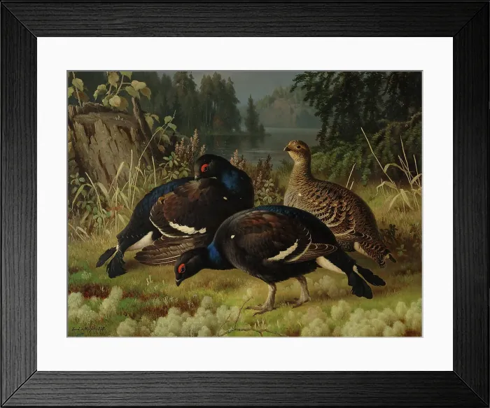 Framed Print : Black Grouse, Two Cocks and a Hen, 1875. Creator: Ferdinand von Wright Framed Print : Black Grouse, Two Cocks and a Hen, 1875. Creator: Ferdinand von Wright