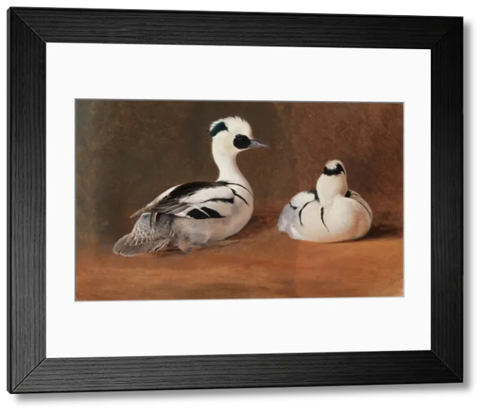 Framed Print : Smews, 1867. Creator: Ferdinand von Wright Framed Print : Smews, 1867. Creator: Ferdinand von Wright