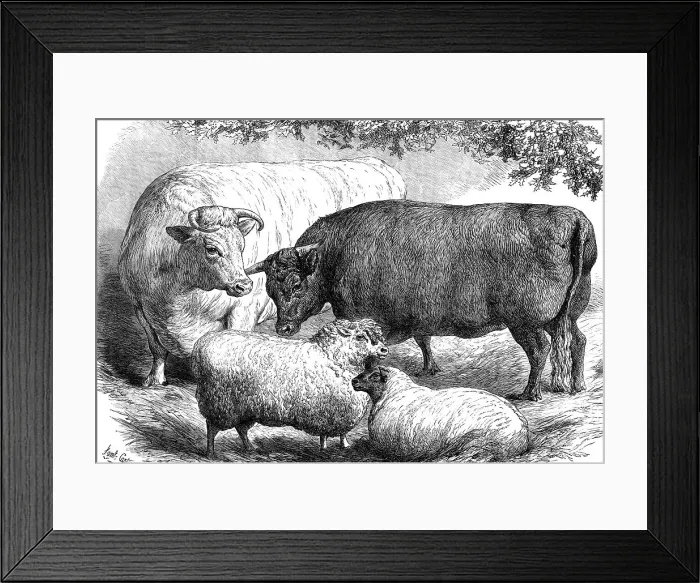 Framed Print : Prize cattle and sheep at the Smithfield Club Show, 1871. Creator: Unknown Framed Print : Prize cattle and sheep at the Smithfield Club Show, 1871. Creator: Unknown
