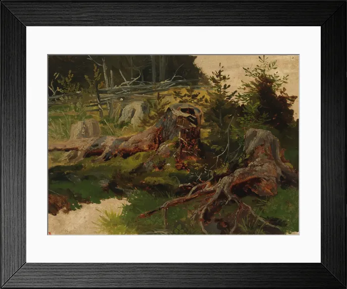 Framed Print : Stumps in the forest. Creator: Johan Knutson Framed Print : Stumps in the forest. Creator: Johan Knutson