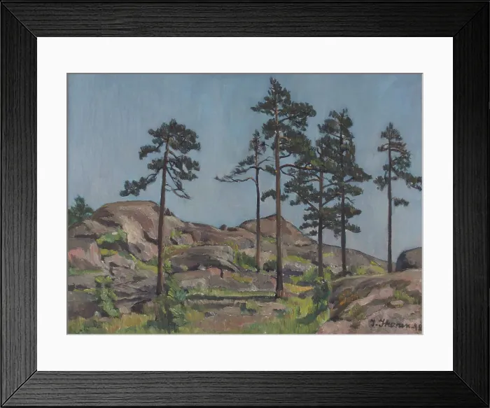 Framed Print : Pine trees on rocky ground, 1942. Creator: Ilmari Ikonen Framed Print : Pine trees on rocky ground, 1942. Creator: Ilmari Ikonen
