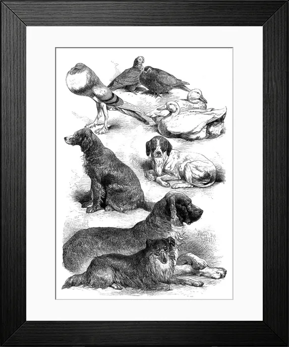 Framed Print : Prize poultry and dogs at the Birmingham Show, 1871. Creator: Unknown Framed Print : Prize poultry and dogs at the Birmingham Show, 1871. Creator: Unknown