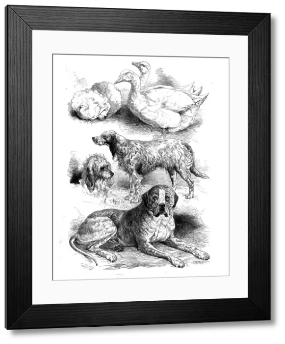 Framed Print : Prize poultry and dogs at the Birmingham Show, 1871. Creator: Unknown Framed Print : Prize poultry and dogs at the Birmingham Show, 1871. Creator: Unknown
