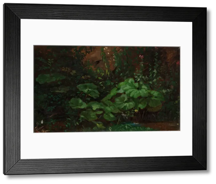 Framed Print : Plants, exercise, 1835-1853. Creator: Nils Jakob Blommer Framed Print : Plants, exercise, 1835-1853. Creator: Nils Jakob Blommer