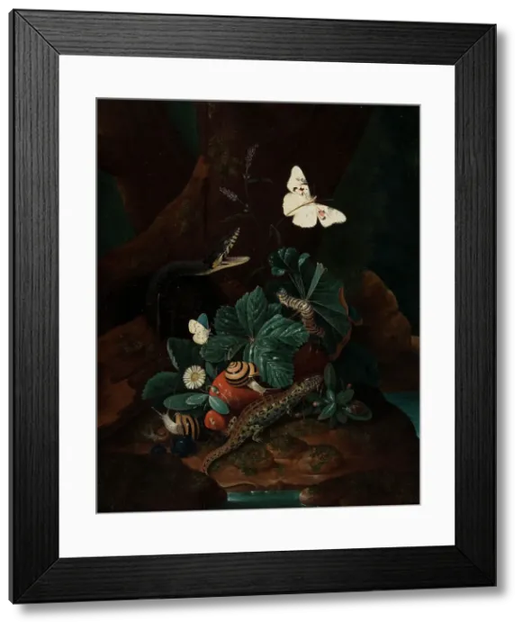 Framed Print : Forest Floor Still Life, 1735. Creator: Karl Wilhelm de Hamilton Framed Print : Forest Floor Still Life, 1735. Creator: Karl Wilhelm de Hamilton