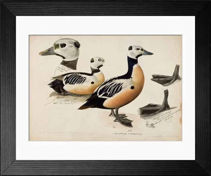 Framed Print : Steller's Eider, Male, 1836-1839. Creator: Magnus von Wright Framed Print : Steller's Eider, Male, 1836-1839. Creator: Magnus von Wright