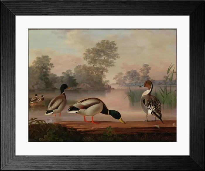 Framed Print : Ducks, 1853. Creator: Magnus von Wright Framed Print : Ducks, 1853. Creator: Magnus von Wright